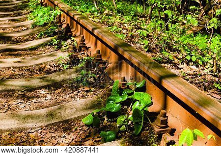 Close-up View Of Old And Rusty Rail In Spring Forest. Old Railway In The Forest. Famous Tunnel Of Lo
