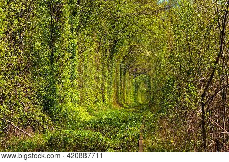 Astonishing Nature Landscape Of Spring Forest With Old Railway. Famous Tunnel Of Love In Klevan. Fam
