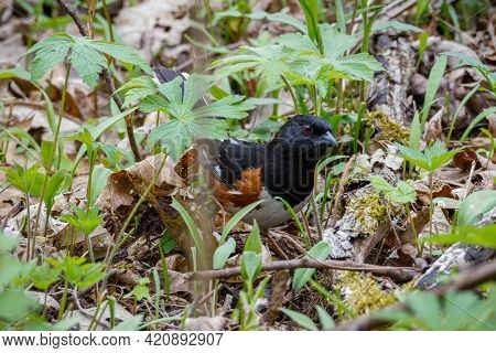 Eastern Towhee (pipilo Erythrophthalmus) Foraging On The Ground During Spring. Selective Focus, Back