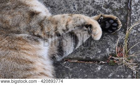 Fluffy Young Tabby Cat Paws Close-up At Grunge Stone Background Outdoor. Cute Cat Paws With Toe Pads