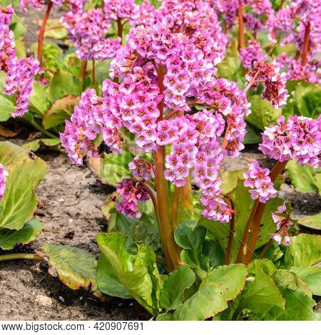 Pink Blossoming Frankincense Flower, Bergenia Crassifolia Closeup.
