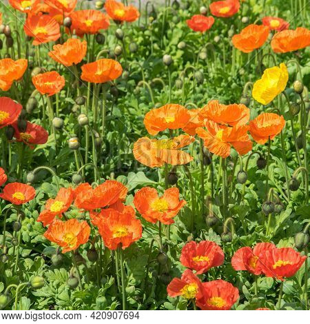 Red And Orange Poppies In The Flowerbed Lined With Bright Sun