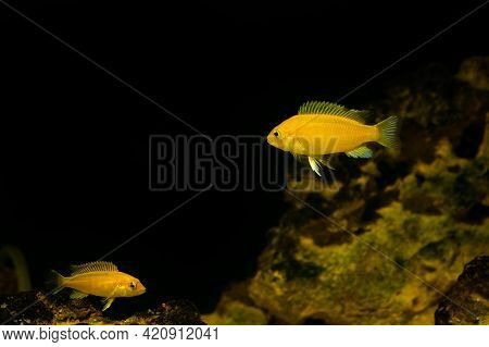 Aquarium Fish On A Dark Background. Electric Yellow Afican Cichlid Fish - Labidochromis Caeruleus.