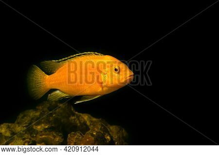 Aquarium Fish On A Dark Background. Electric Yellow Afican Cichlid Fish - Labidochromis Caeruleus.