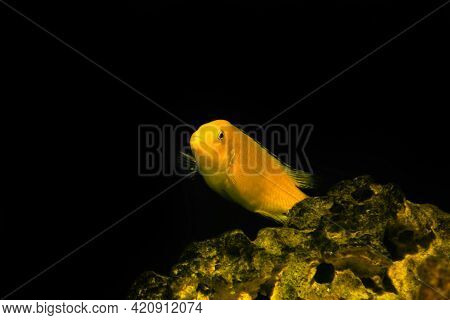 Aquarium Fish On A Dark Background. Electric Yellow Afican Cichlid Fish - Labidochromis Caeruleus.