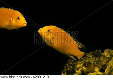 Aquarium Fish On A Dark Background. Electric Yellow Afican Cichlid Fish - Labidochromis Caeruleus.