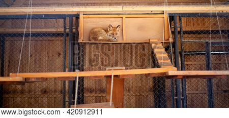 A Wild Red Fox Lies In A Cage In The Zoo. Lesa Has A Beautiful, Warm And Red Fur.