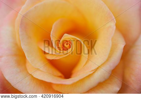 Good As Gold Hybrid Tea Rose Flower In Bloom. Northern California, Usa.