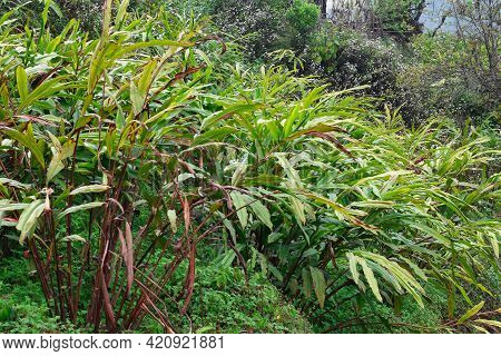 Black Cardamom Is A Red Stemmed, Tall, Clustering, Evergreen With Abundant Glossy, Slim, Tropical Le