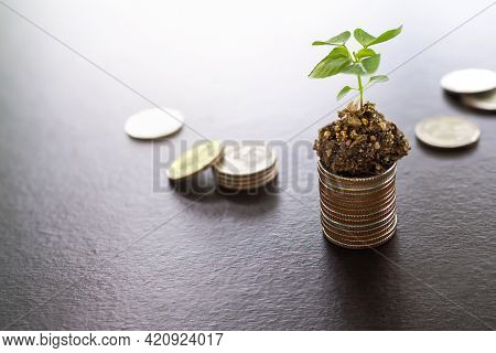 Money Growth. Small Tree On Stack Coin And Soil Black Wooden Table. Planing Earn Money Investment An