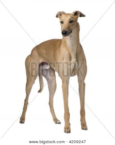 Greyhound (17 måneder)