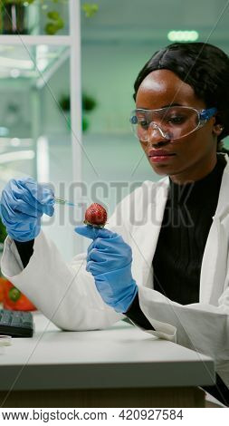 Chemist Scientist Injecting Strawberry With Organic Liquid Examining Dna Test Of Fruits For Botany E