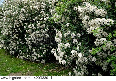 Evergreen Shrubs Hedge Image & Photo (Free Trial) | Bigstock