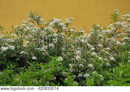 Evergreen Shrubs Hedge Image & Photo (Free Trial) | Bigstock