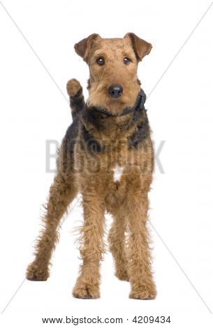Airedale เทร์เรียร์ (2 ปี)