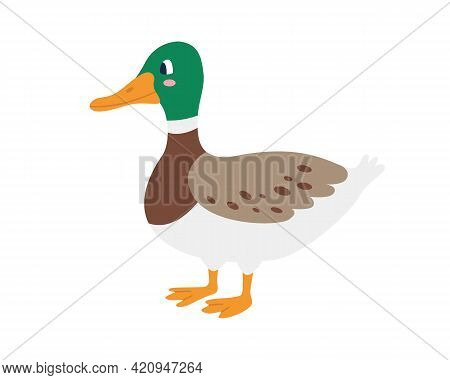 Cute Duck Drake On White Background. Vector Image In A Flat Style. Decor For Childrens Posters, Post