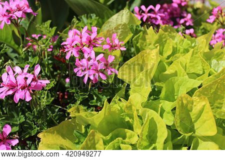 Pelargonium Webcap In The Garden In The Summer