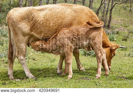 Unweaned Calf Suckling From His Mother. Bovine Cattle. Nursling