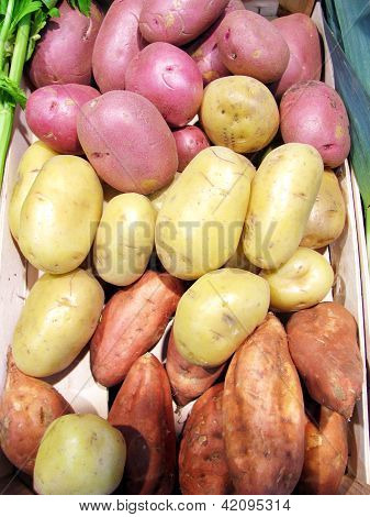 Groep van gewone aardappelen en zoete aardappelen