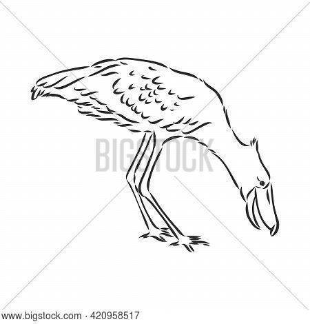Hand Drawn Sketch Style Shoebill. Vector Illustration Isolated On White Background.
