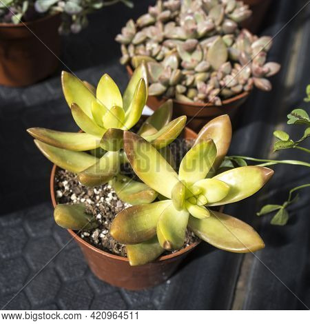 Echeveria Is A Large Genus Of Flowering Plants In The Family Crassulaceae, Native To Semi-desert Are