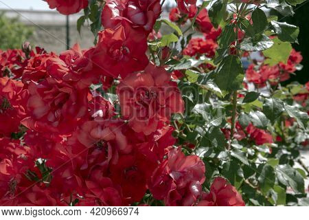 Rosa Gallica, The Gallic Rose, French Rose, Or Rose Of Provins, Is A Species Of Flowering Plant In T