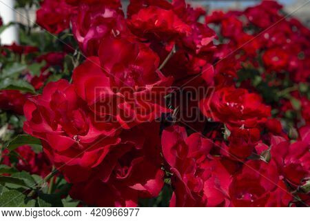 Rosa Gallica, The Gallic Rose, French Rose, Or Rose Of Provins, Is A Species Of Flowering Plant In T