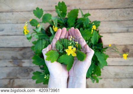 Yellow chelidonium flowers used in herbal medicine on wooden table.