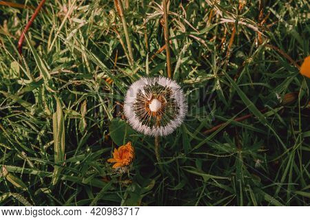 Photograph Of A White And Orange Flower In A Garden