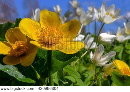 Yellow Caltha Palustris And White Anemone On A Background Of Green Leaves In The Forest, Macro