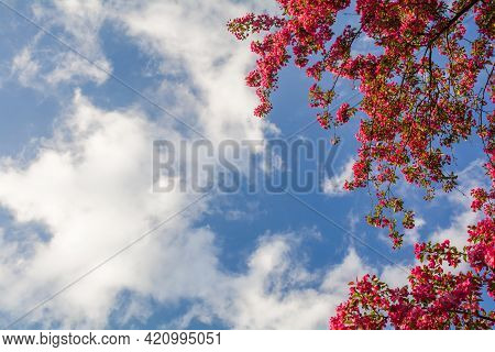 Pink Flowers Of Blooming Decorative Apple Tree Nedzvetsky On A Background Of Blue Sky With Clouds