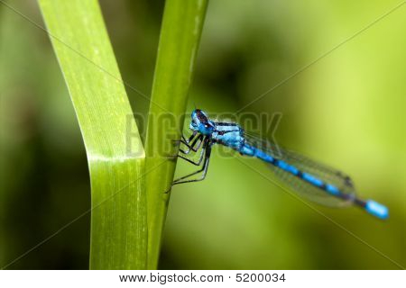 Damselfly blu comuni
