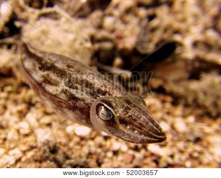 Small cuttlefish
