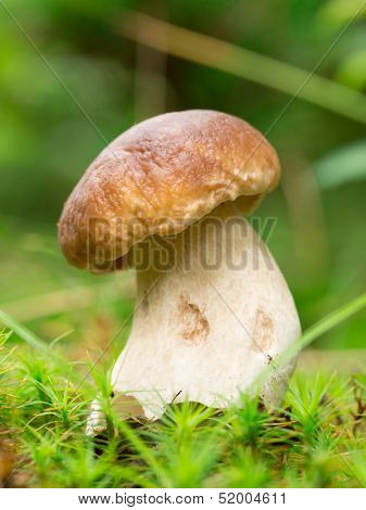 Boletus edulis in the forest during autumn day