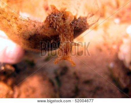 Indian sea hare