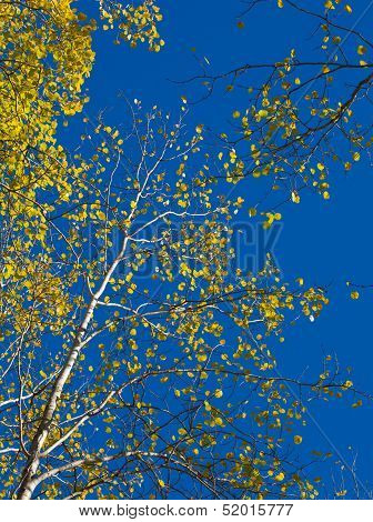 Aspens