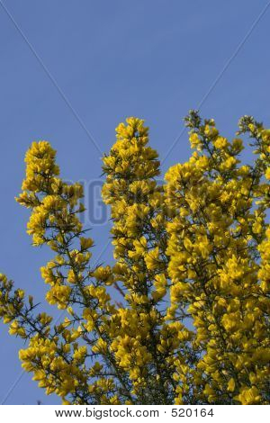 Gorse