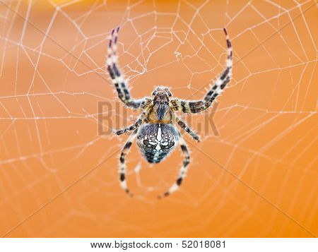 Top View Of Spider At Cobweb