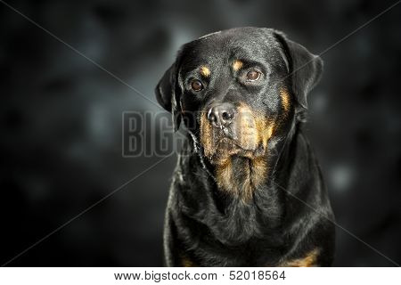 rottweiler on dark