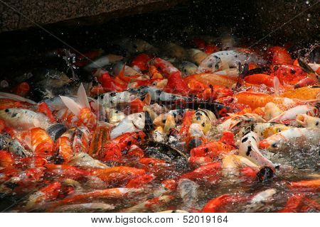 Koi Carp Swarming In The Garden Pond, China