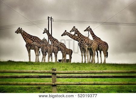 In the zoo