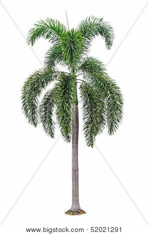 Palm Tree Isolated