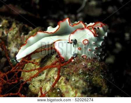 Ornate dermatobranch
