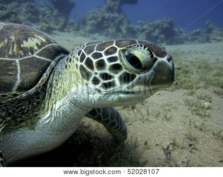 Turtle head