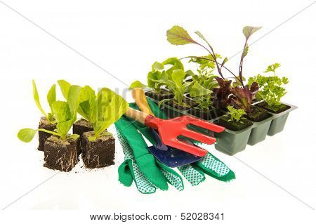 Vegetable and herb plants in plastic container