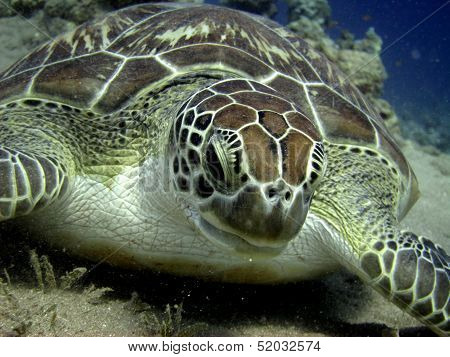 Green turtle