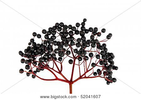 Black Elderberry isolated on white background