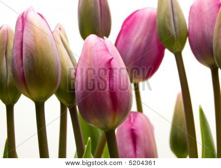 Tulip