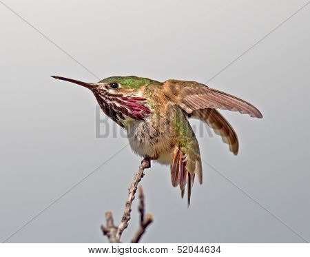 Calliope Hummingbird