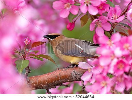 Cedar Waxwing